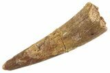 Fossil Pterosaur (Siroccopteryx) Tooth - Morocco #359990-1
